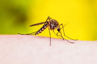 Mosquito on Arm
